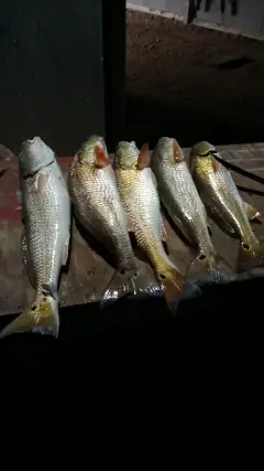 Reds