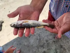 Sand trout