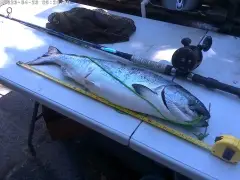 30" Chinook