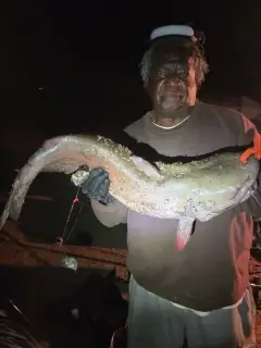 Channel Catfish
