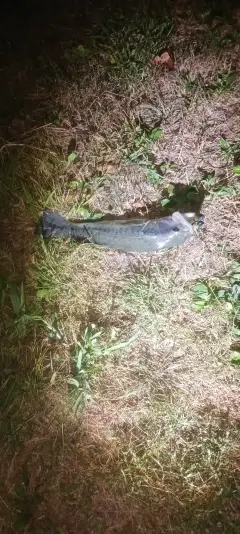 Lmb
