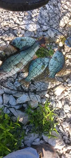 Lmb crappie and bluegill