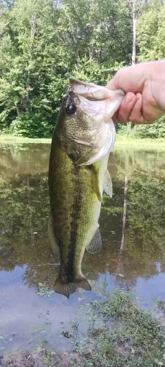 Lmb