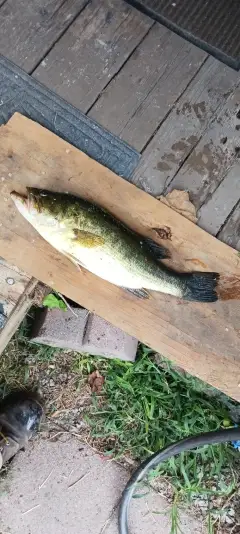 Lmb