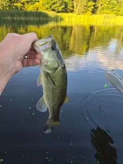 Bass