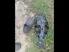 Summer flounder