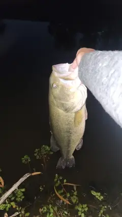 Largemouth