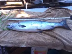 Chinnook/Spring Salmon