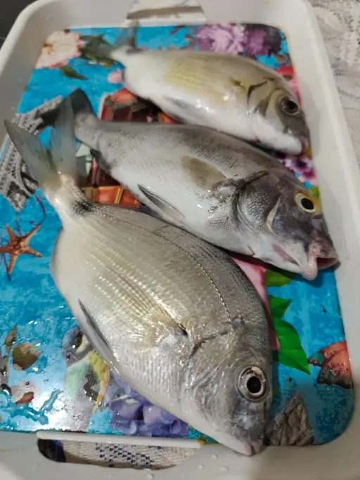 We call this fish the takhal and khno.