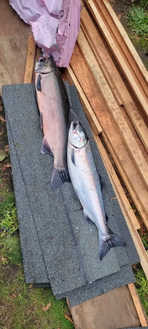 Salmon......silvers...