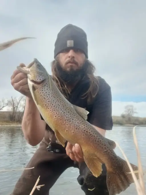 Brown Trout