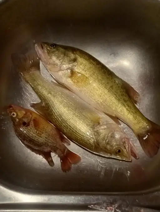 🐠🐟