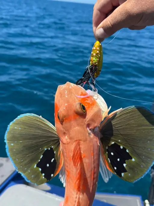 New Zealand gurnard… tasty, vibrant and most delicious…. Its a treat…🐟🎣