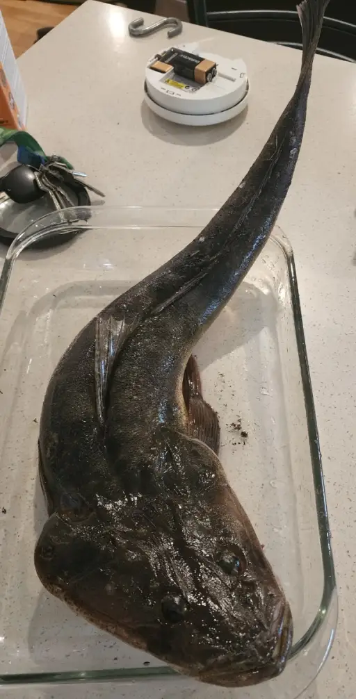 Flathead - Maroochy River on whole pilchards