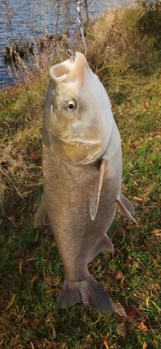 Indiana state record silver carp