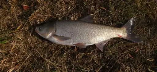 Indiana state record 17 lb 8 oz