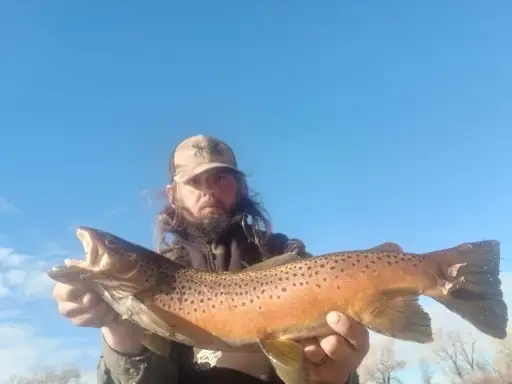 Brown trout