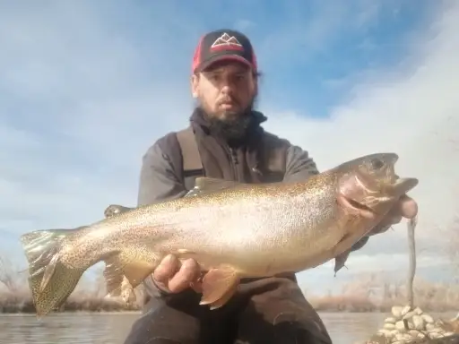 Rainbow Trout