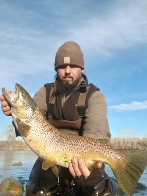 Brown Trout