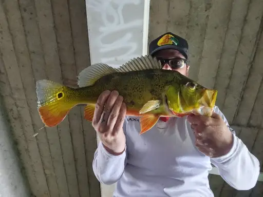 Peacock Bass