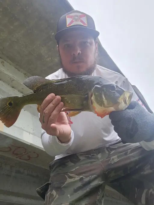 Peacock Bass