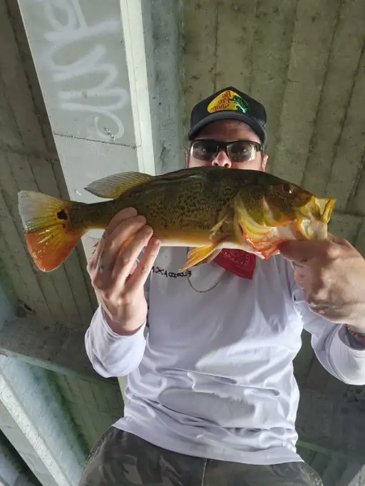Peacock Bass