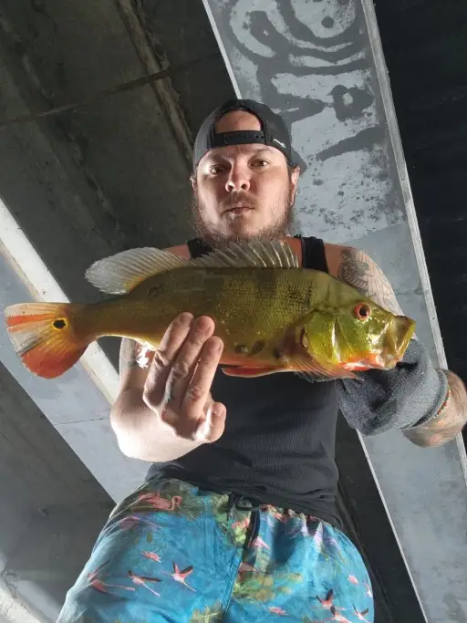 Peacock Bass