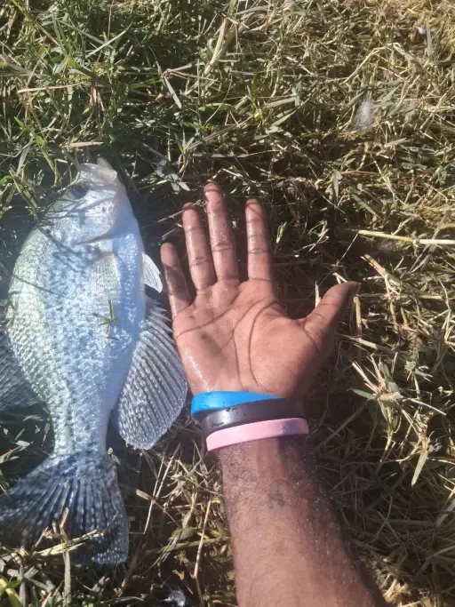 Black crappie