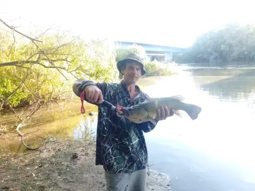 63cm Murray cod