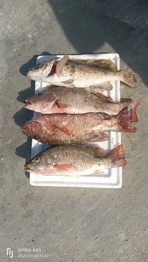 Mangrove Snapper and Grouper