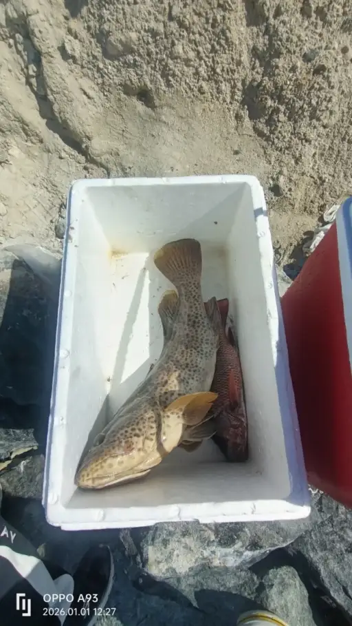 Grouper and snapper