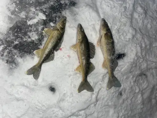 Walleye