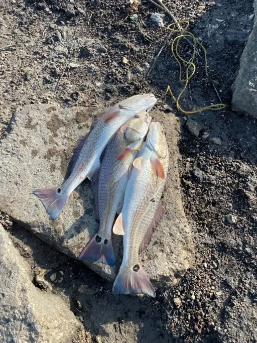 Another southeast Texas limit in the Hobie!