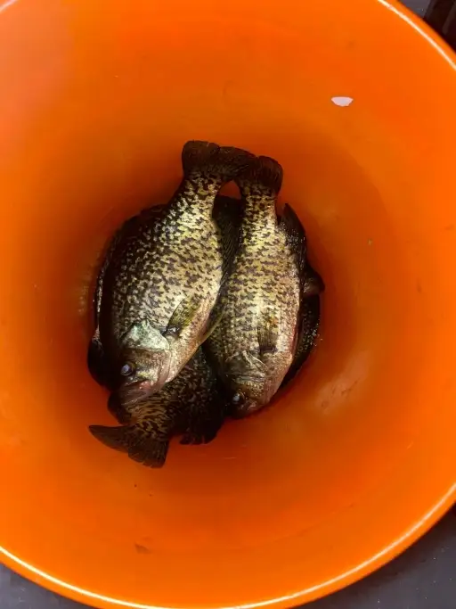 Crappies