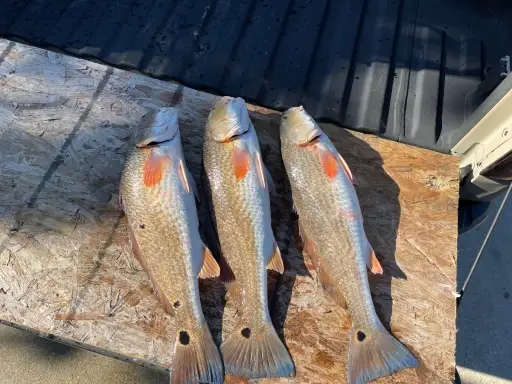 Another cold winter day limit.  02/01/26