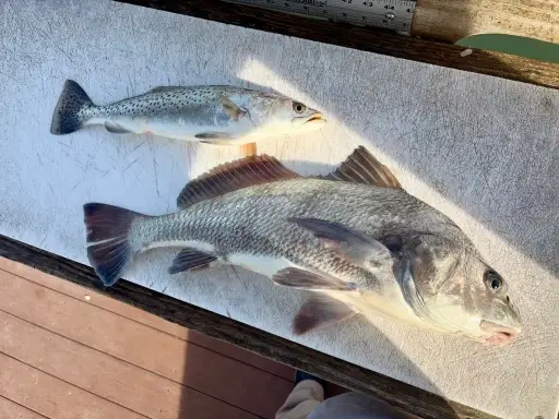 Trout and drum