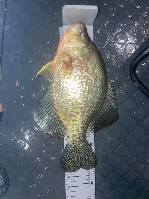14.50 crappie !