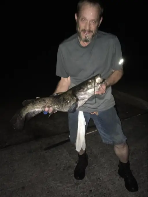 Flathead