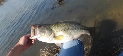 7lb 9oz Largemouth bass