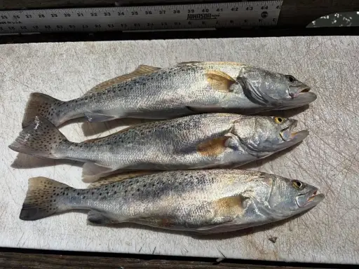 Nice limit of fat speckled trout all over 17”