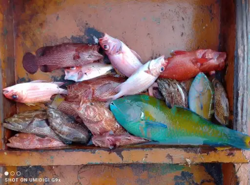 Parrot and grouper with some snapper In Between