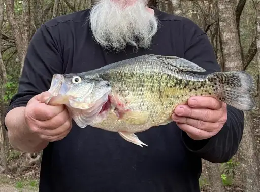 2.0 lb black crappie
