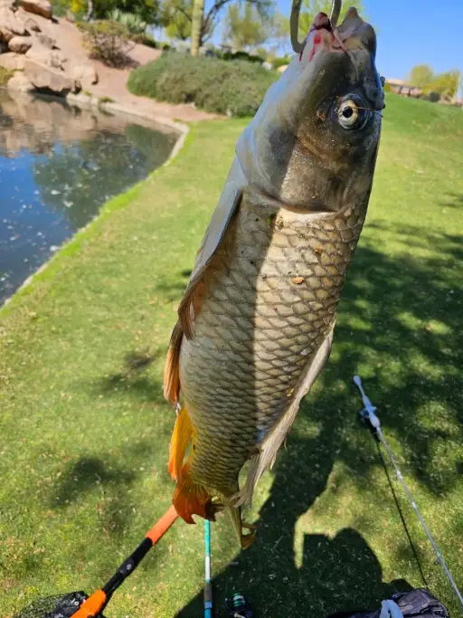 Carp