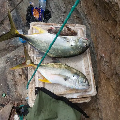 Yellow Jack