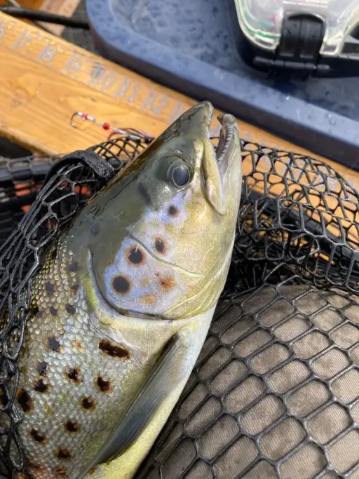 Salmon