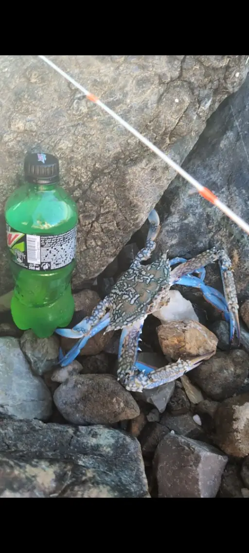 Crab