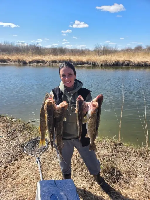 Walleye