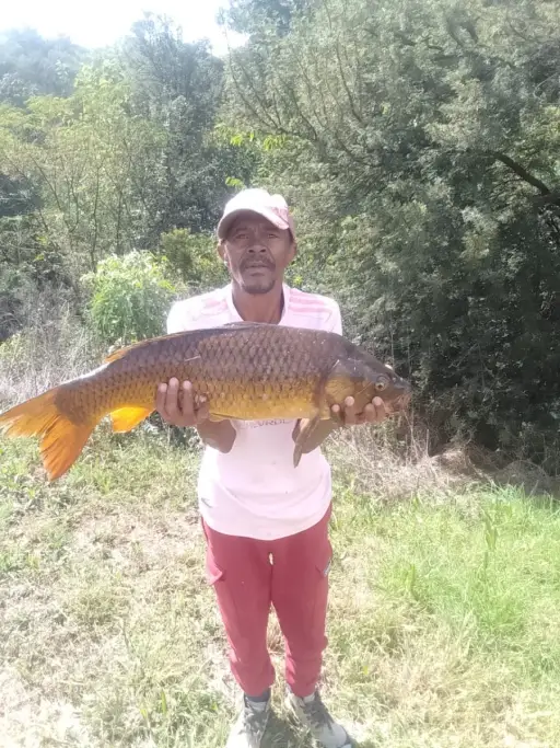 5.3 kg carp