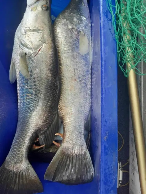 Barramundi