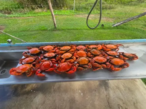 Mud crabs